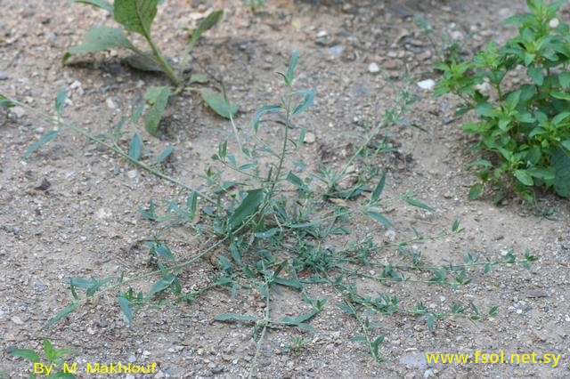 Atriplex patula L.